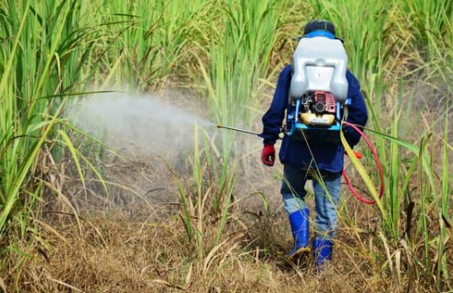 Atrazine in Sugarcane