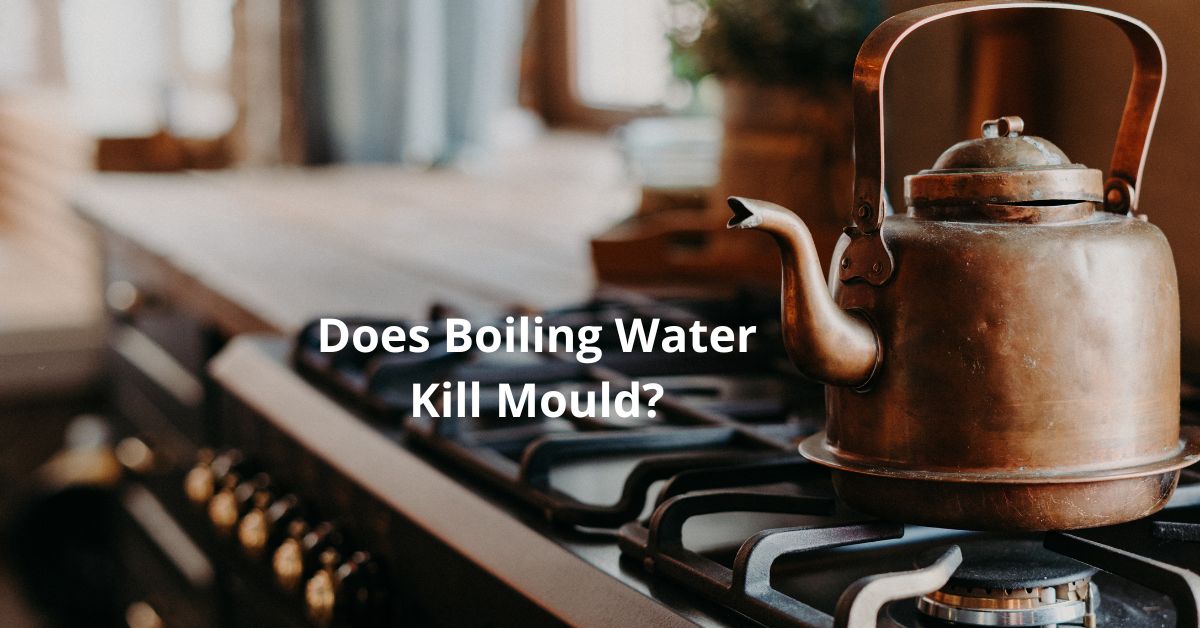 Read more about the article Does Boiling Water Kill Mould?