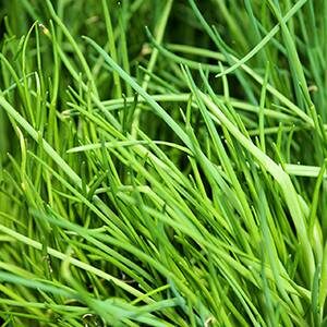 Grow Chives in a Vertical Herb Garden