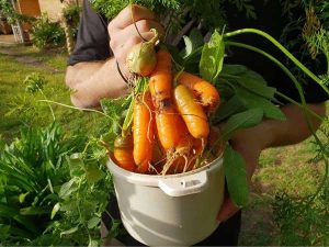 Carrots grown in a vertical garden