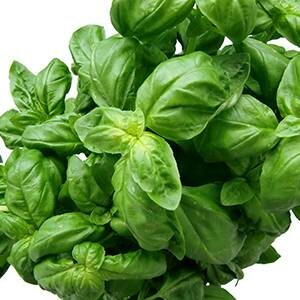 Grow Basil in a Vertical Herb Garden