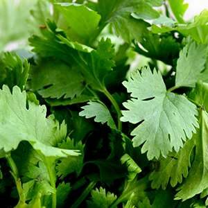 Grow Coriander in a Vertical Herb Garden