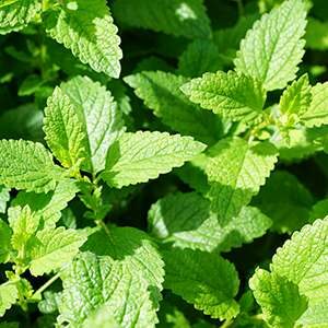 Grow Mint in a Vertical Herb Garden