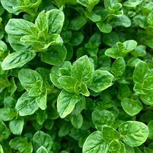 Grow Oregano in a Vertical Herb Garden