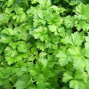 Grow Parsley in a Vertical Herb Garden