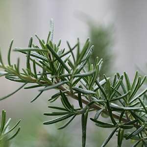 Grow Rosemary in a Vertical Herb Garden