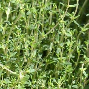 Grow Thyme in a Vertical Herb Garden
